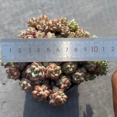 TH535     多肉植物   8500/12颗  （24株）セット
