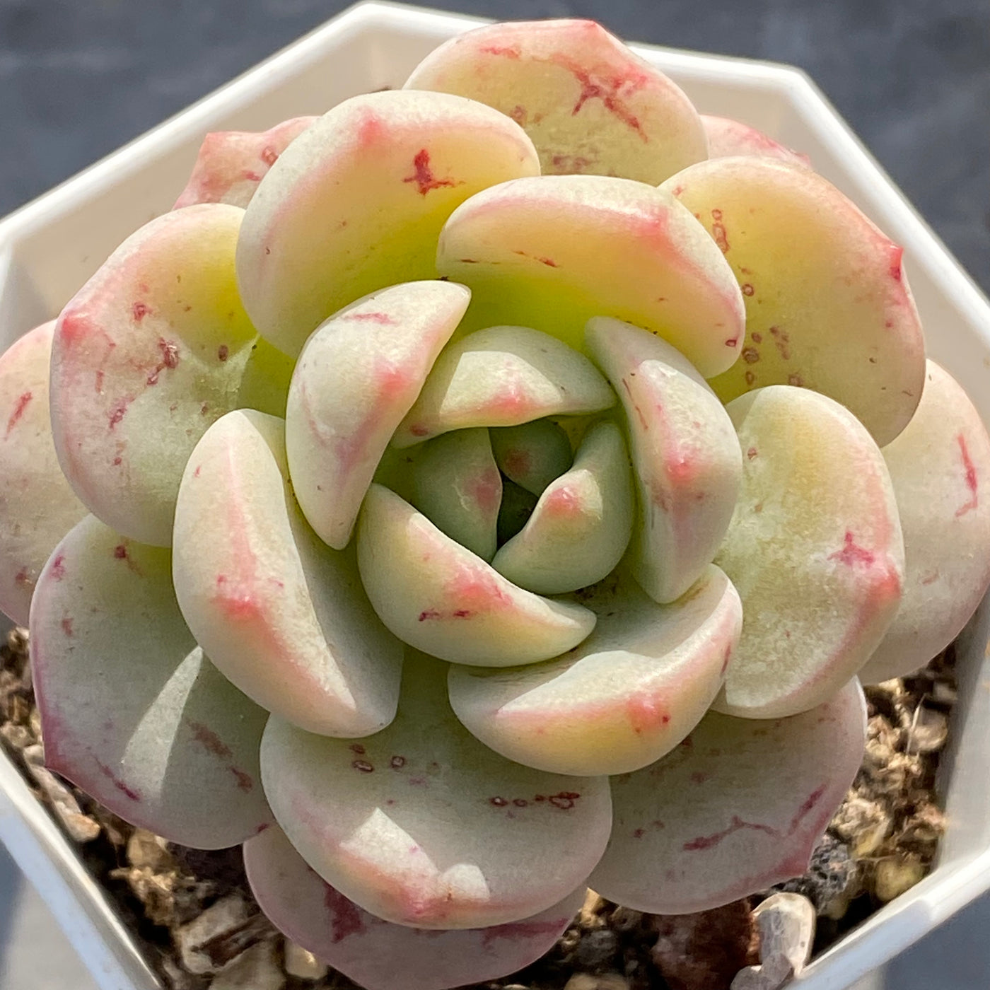 TH536     多肉植物     （35株）セット