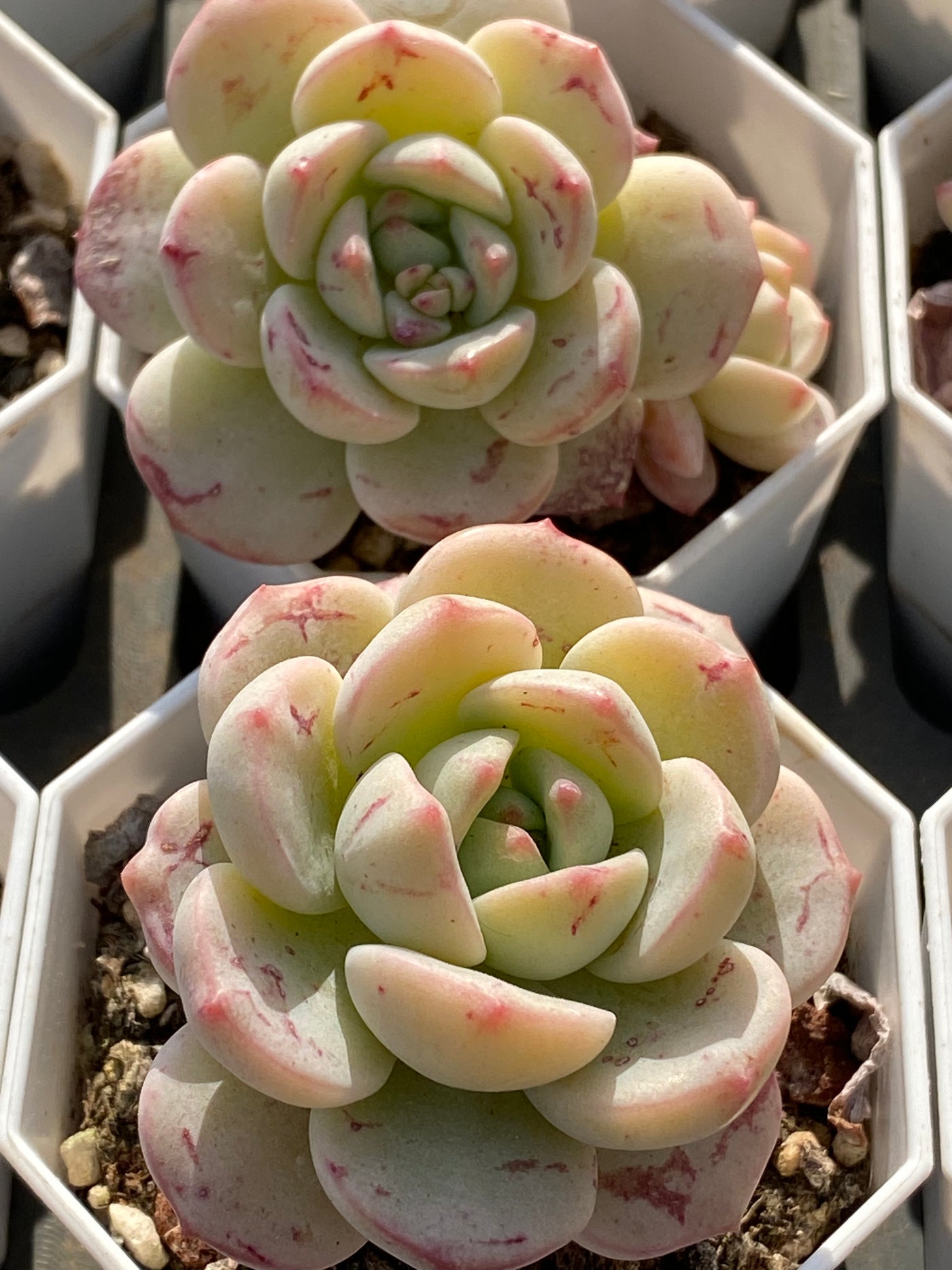 TH536     多肉植物     （35株）セット