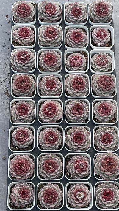 TH539     多肉植物     （32株）セット