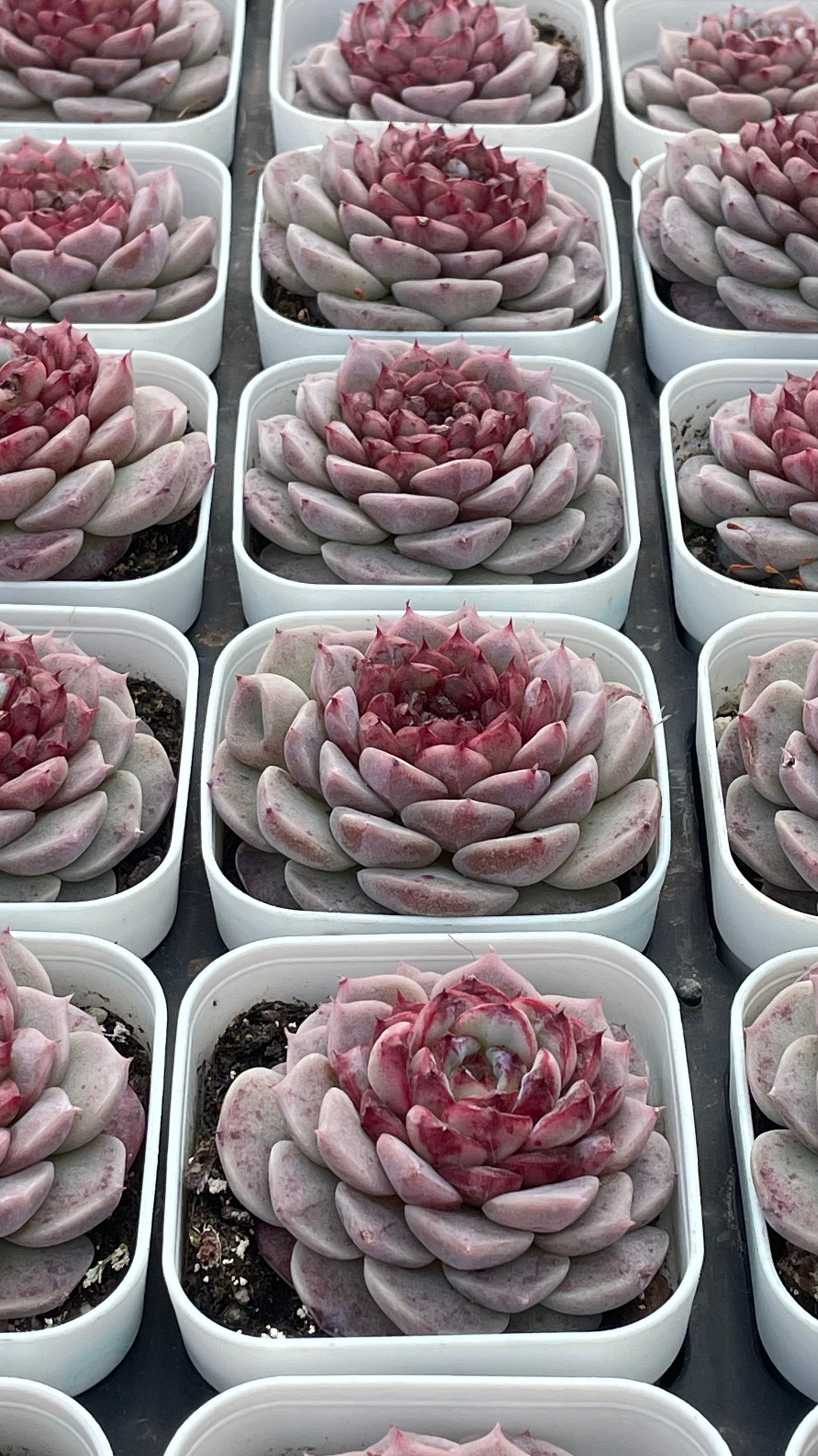TH539     多肉植物     （32株）セット