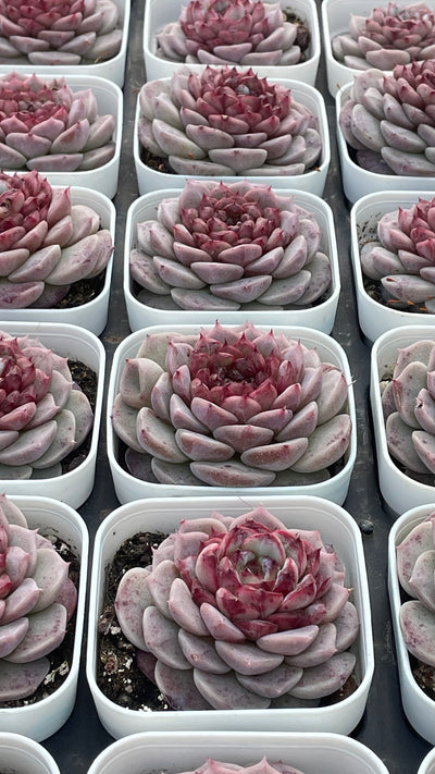 TH539     多肉植物     （32株）セット