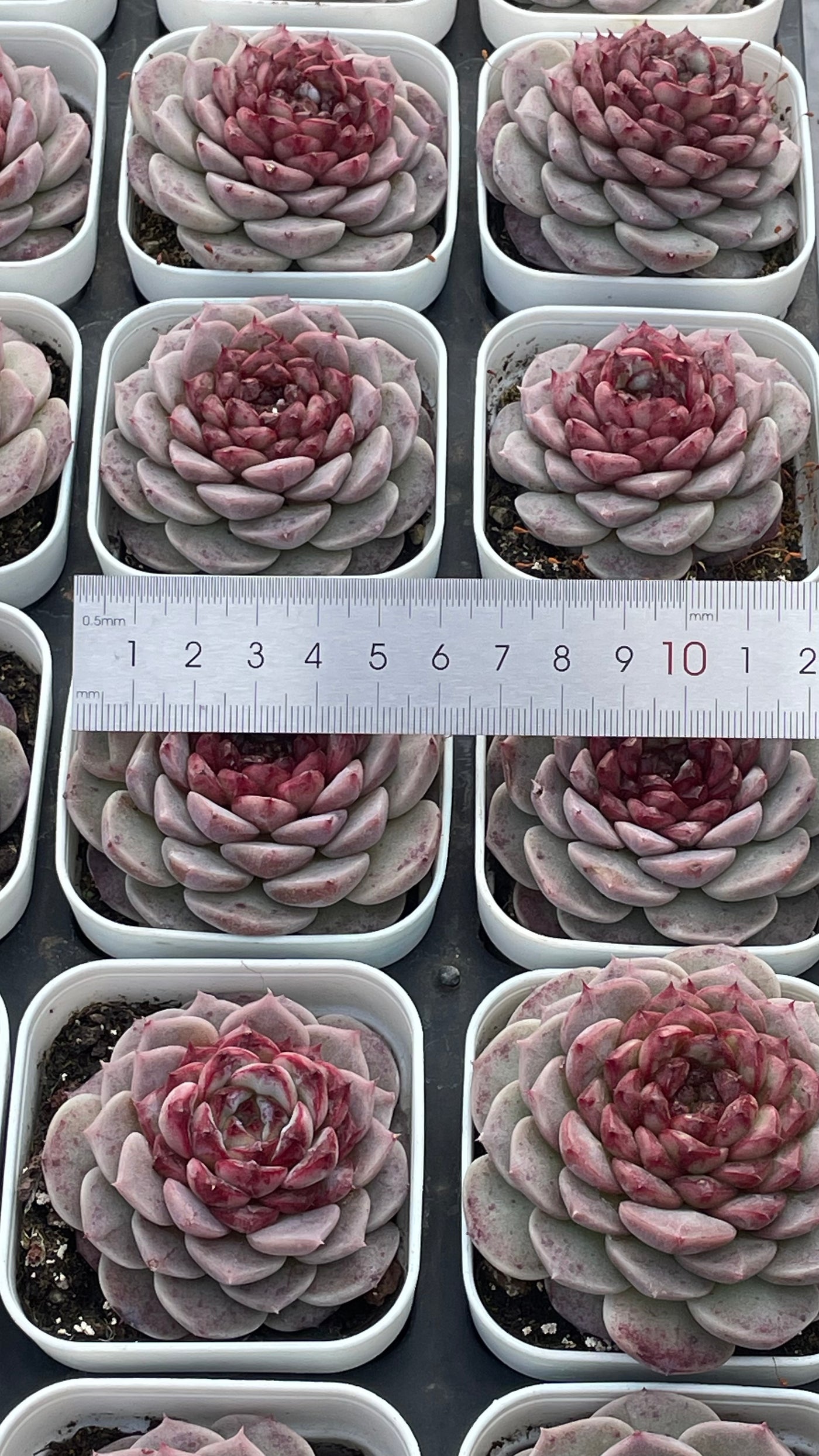TH539     多肉植物     （32株）セット