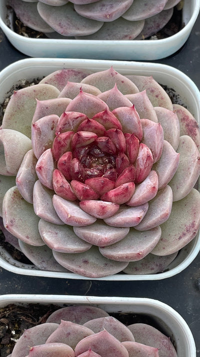 TH539     多肉植物     （32株）セット
