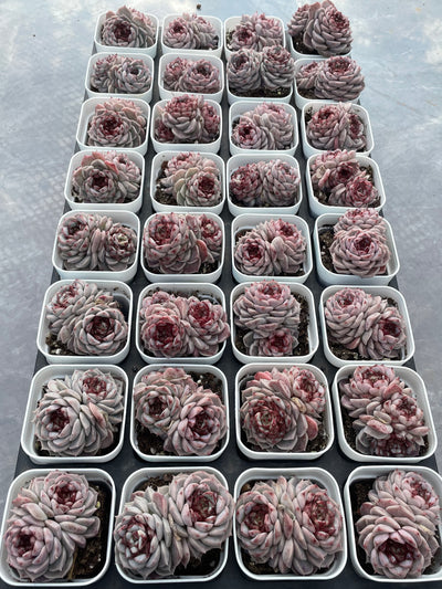TH540     多肉植物     （32株）セット
