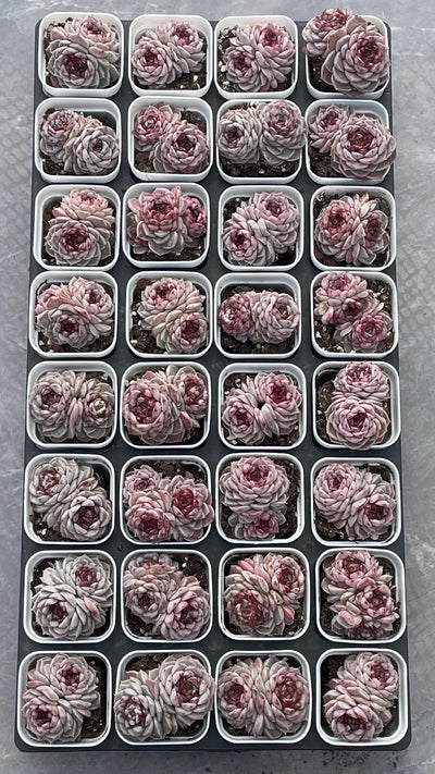 TH540     多肉植物     （32株）セット