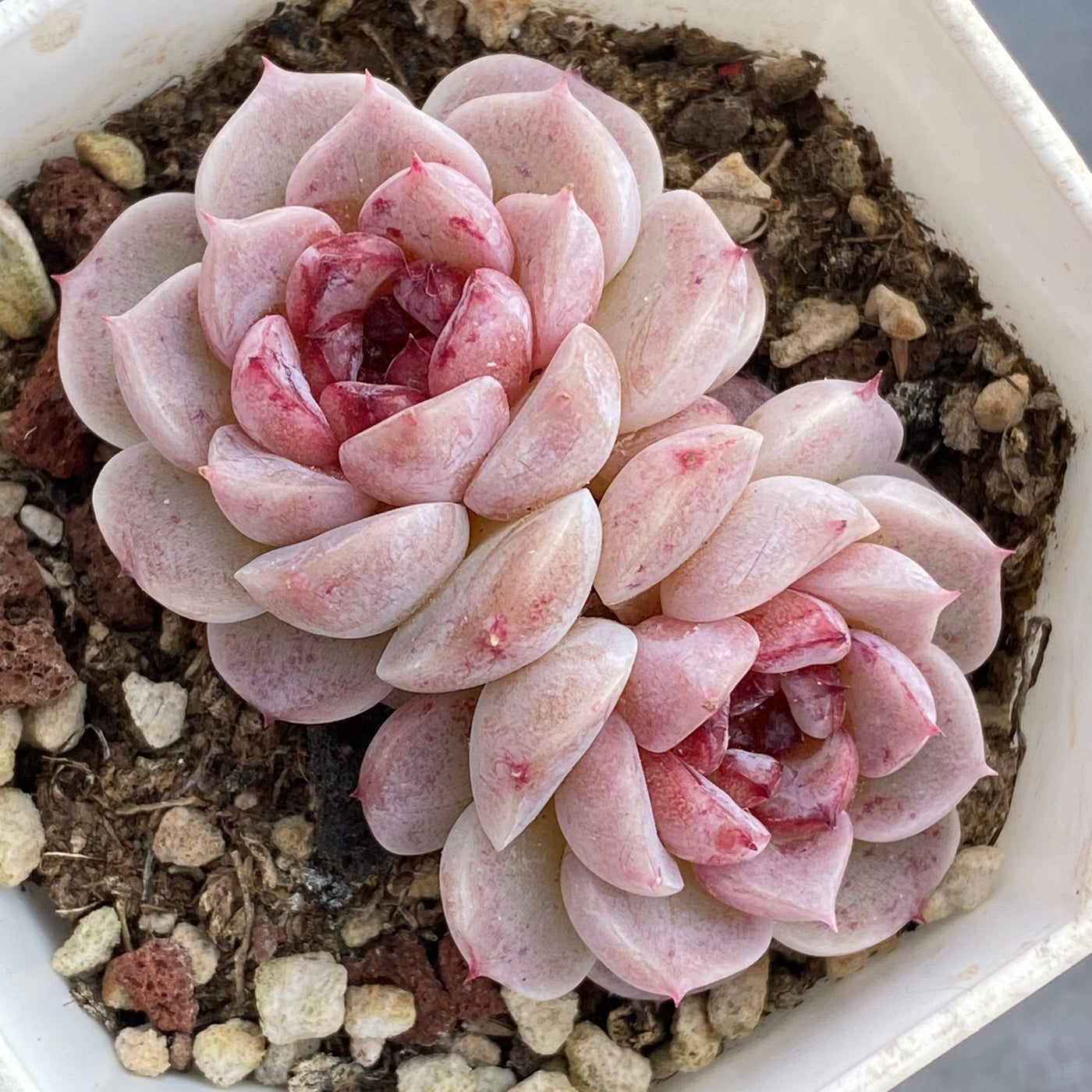TH543     多肉植物     （32株）セット