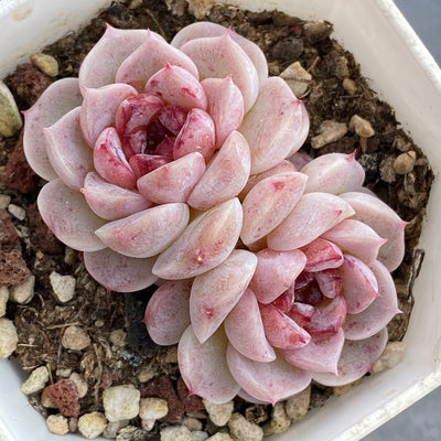TH543     多肉植物     （32株）セット
