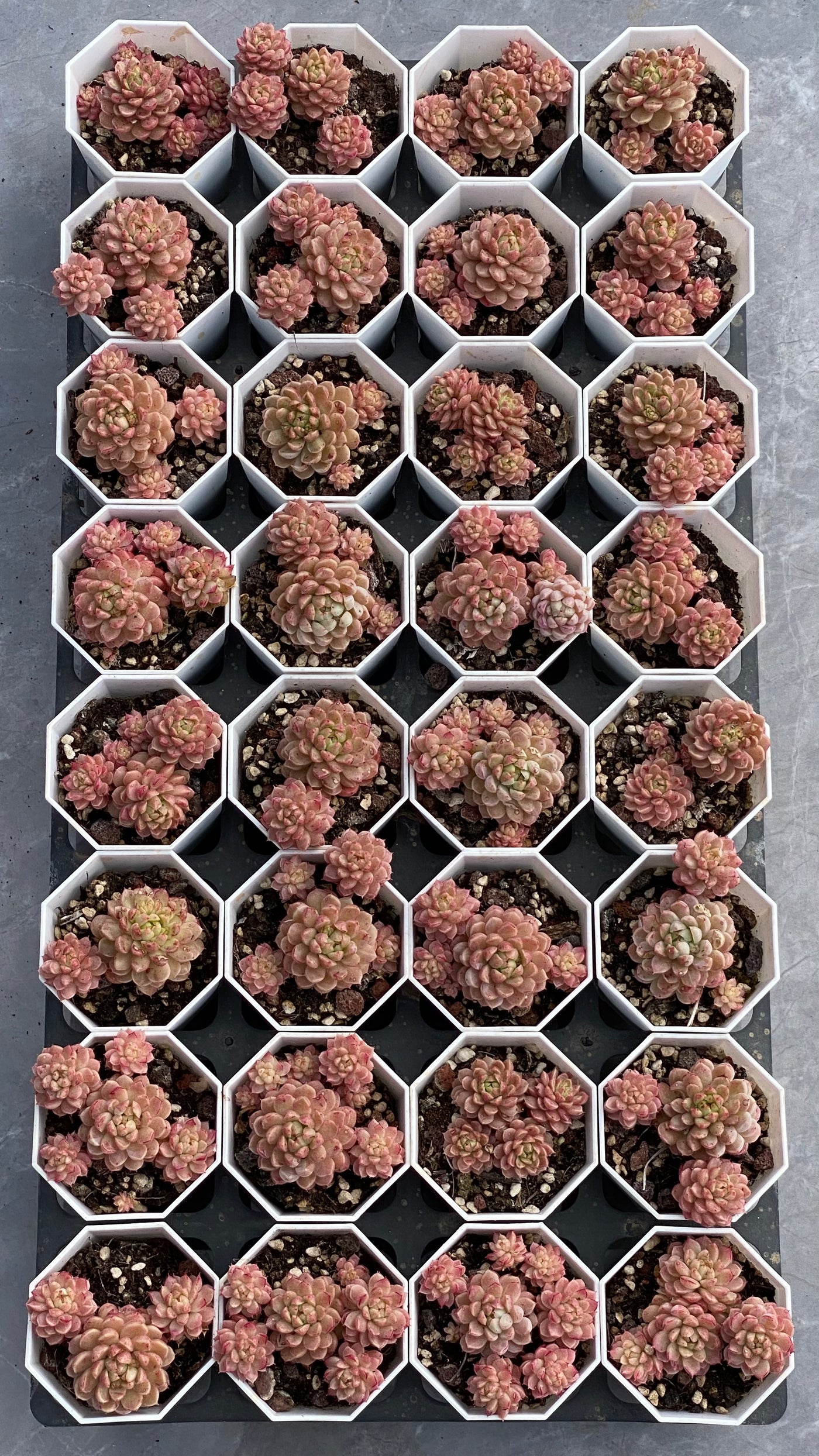 TH544     多肉植物     （32株）セット