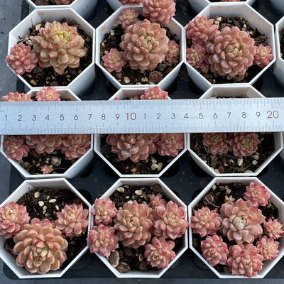 TH544     多肉植物     （32株）セット