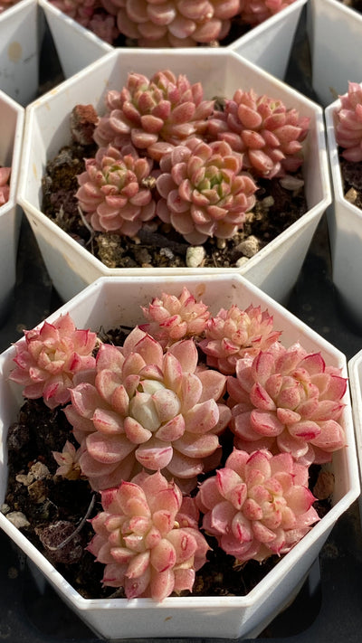 TH544     多肉植物     （32株）セット