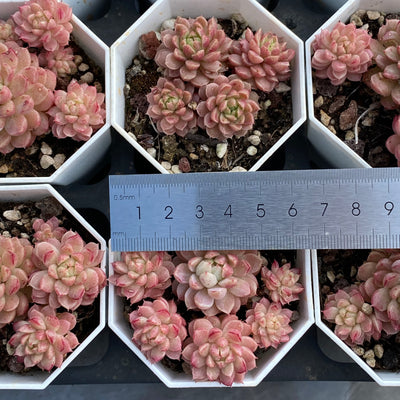 TH544     多肉植物     （32株）セット