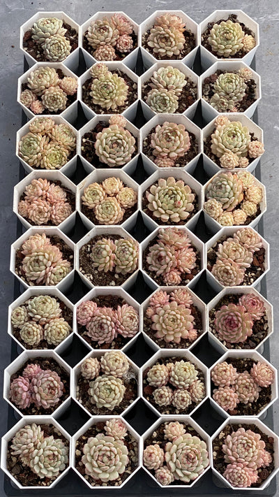 TH545     多肉植物   ポールオフファット  （32株）セット
