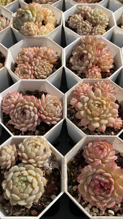 TH545     多肉植物   ポールオフファット  （32株）セット