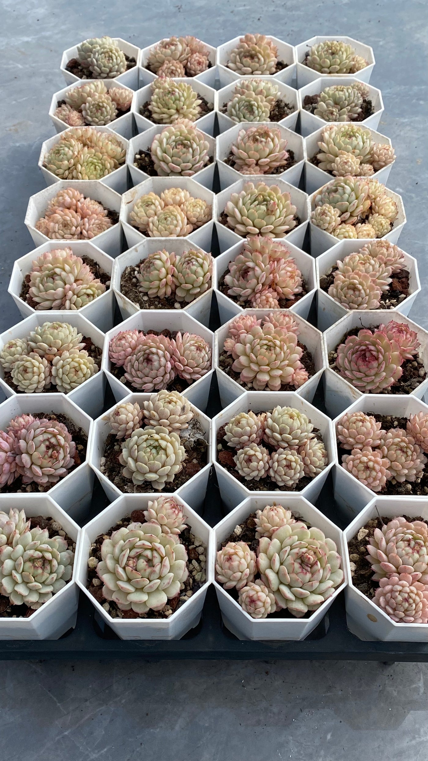TH545     多肉植物   ポールオフファット  （32株）セット