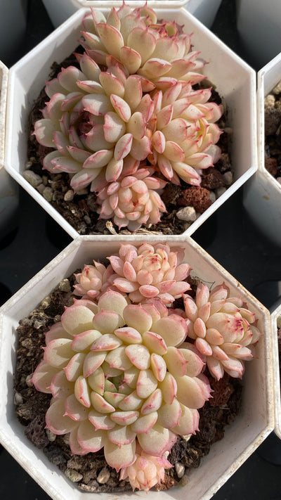 TH545     多肉植物   ポールオフファット  （32株）セット