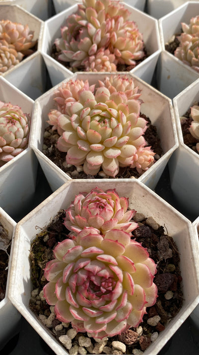 TH545     多肉植物   ポールオフファット  （32株）セット