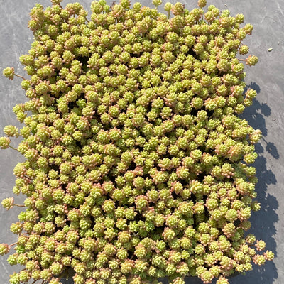 TH546     多肉植物     （24  或  48株）セット