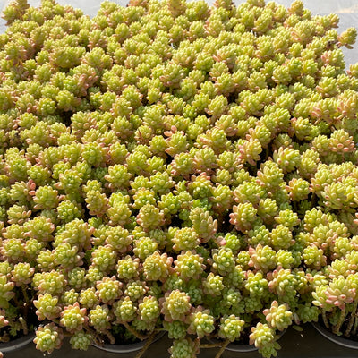 TH546     多肉植物     （24  或  48株）セット