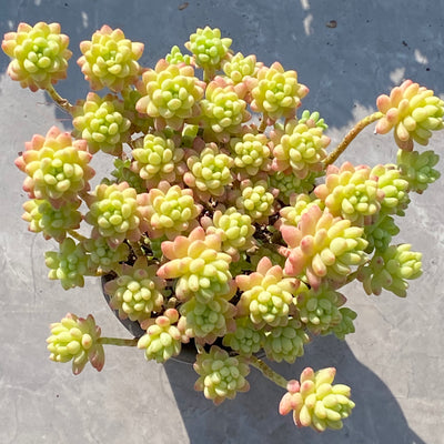 TH546     多肉植物     （24  或  48株）セット