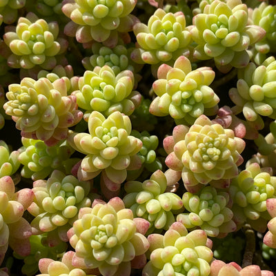 TH546     多肉植物     （24  或  48株）セット