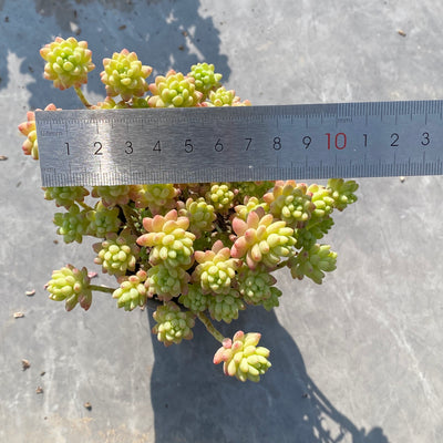TH546     多肉植物     （24  或  48株）セット