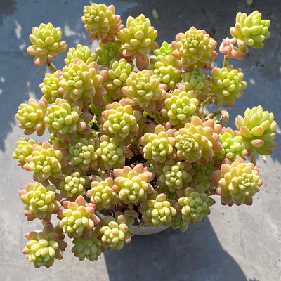 TH546     多肉植物     （24  或  48株）セット