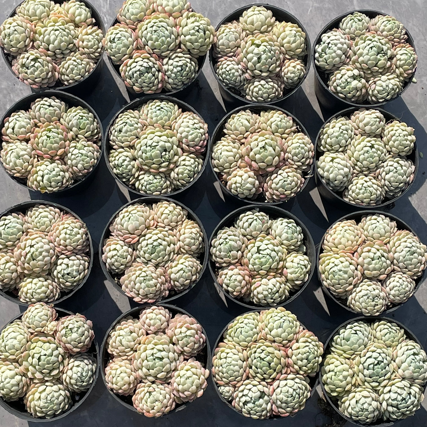TH547     多肉植物     （15株）セット