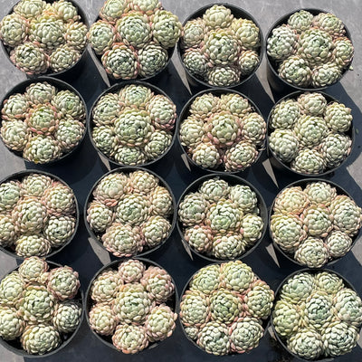 TH547     多肉植物     （15株）セット