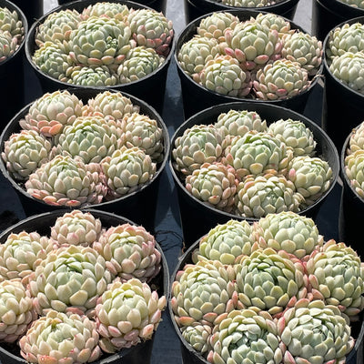 TH547     多肉植物     （15株）セット