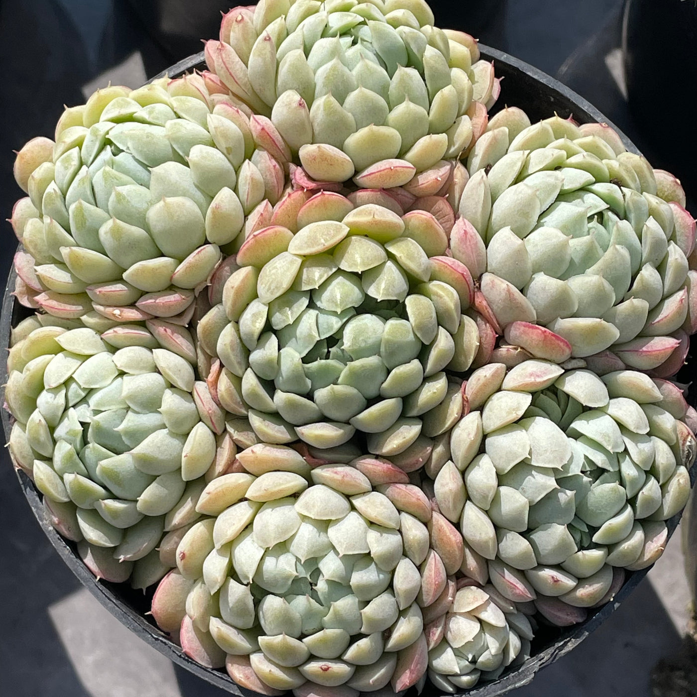 TH547     多肉植物     （15株）セット