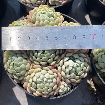 TH547     多肉植物     （15株）セット