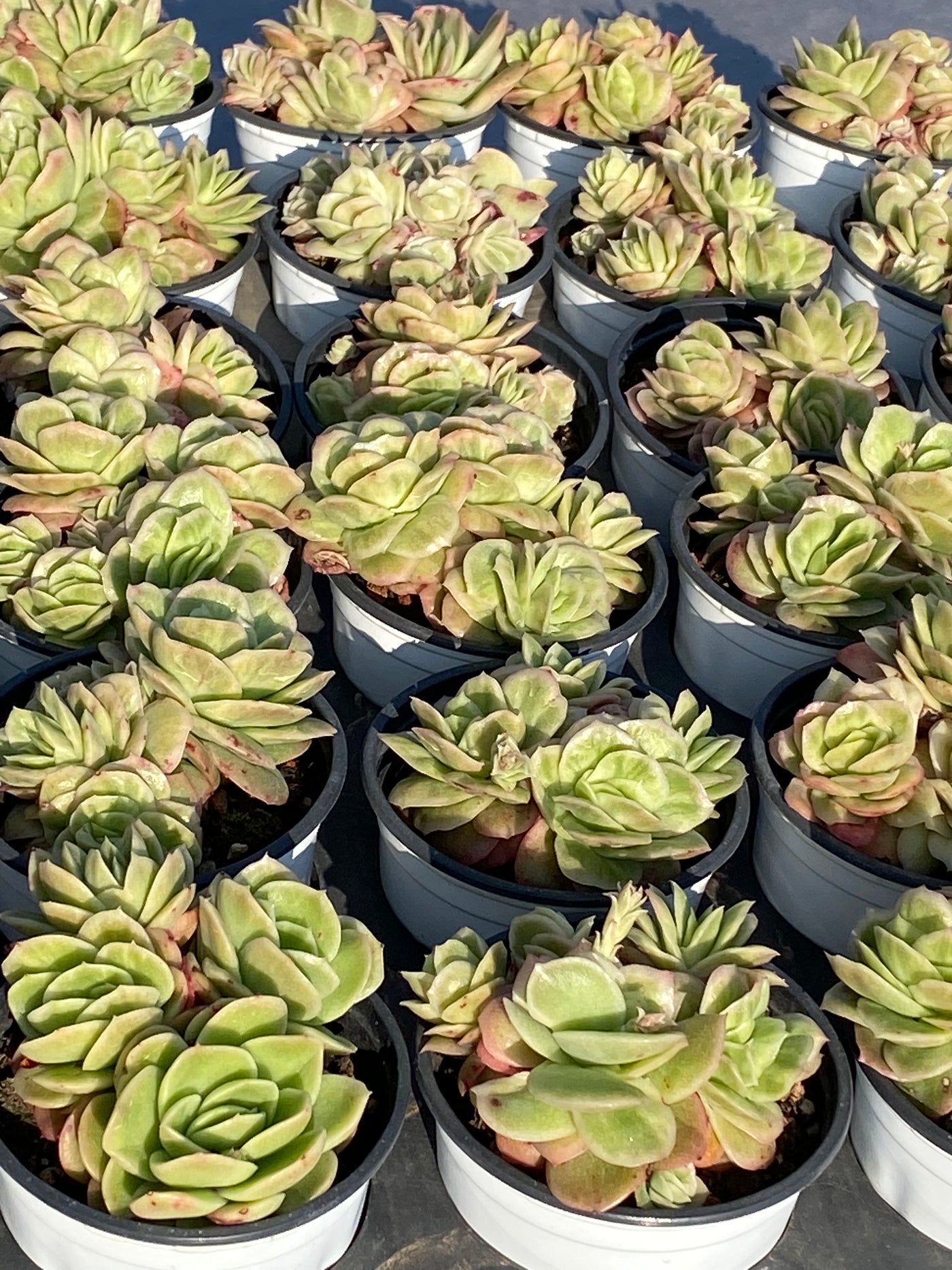 TH549     多肉植物     （23株）セット