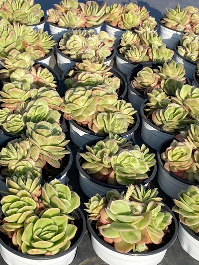 TH549     多肉植物     （23株）セット