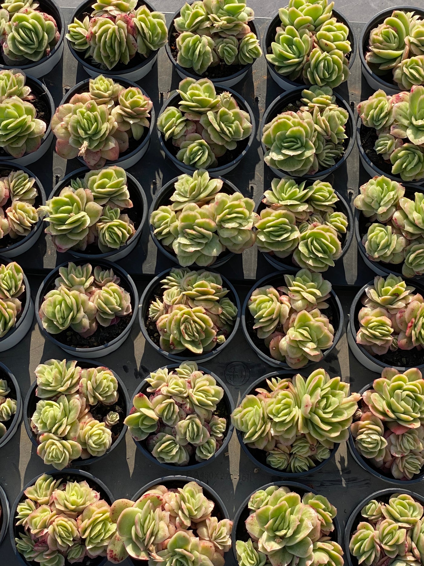 TH549     多肉植物     （23株）セット