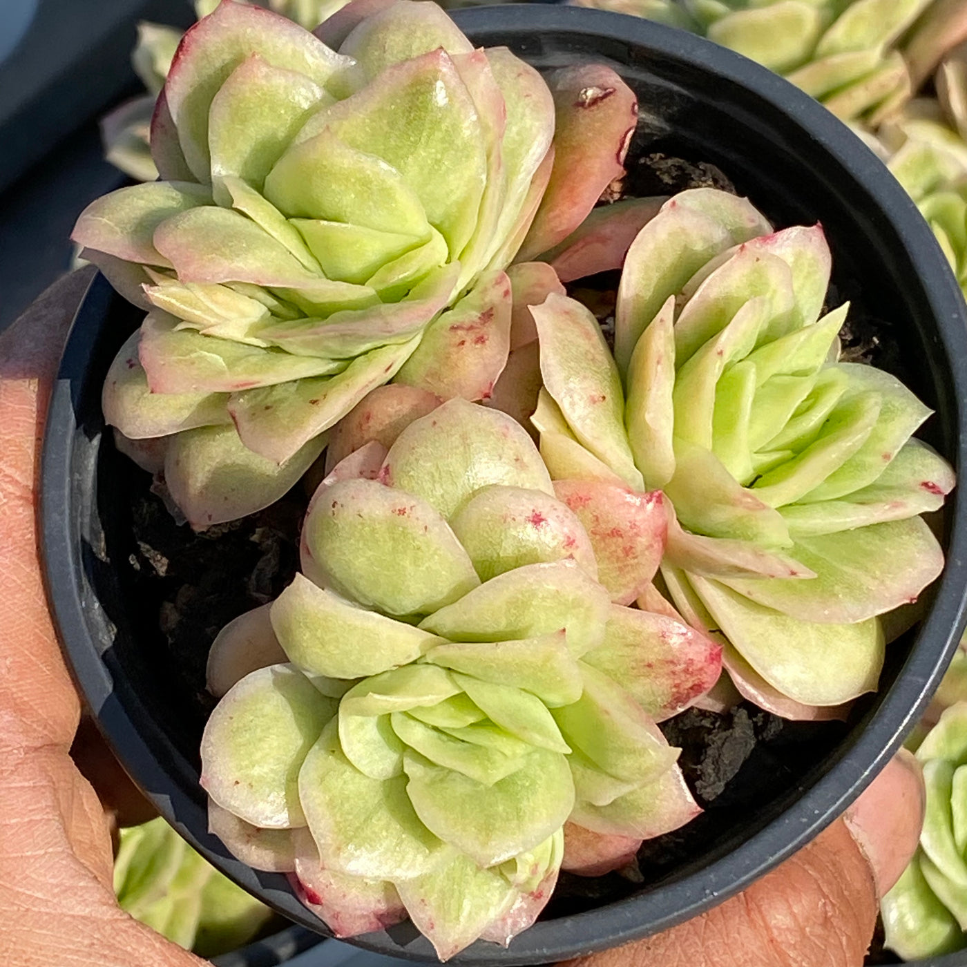 TH549     多肉植物     （23株）セット