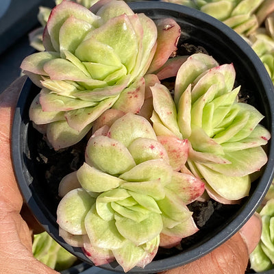 TH549     多肉植物     （23株）セット