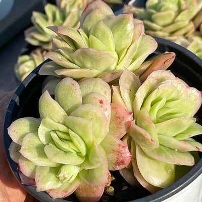 TH549     多肉植物     （23株）セット