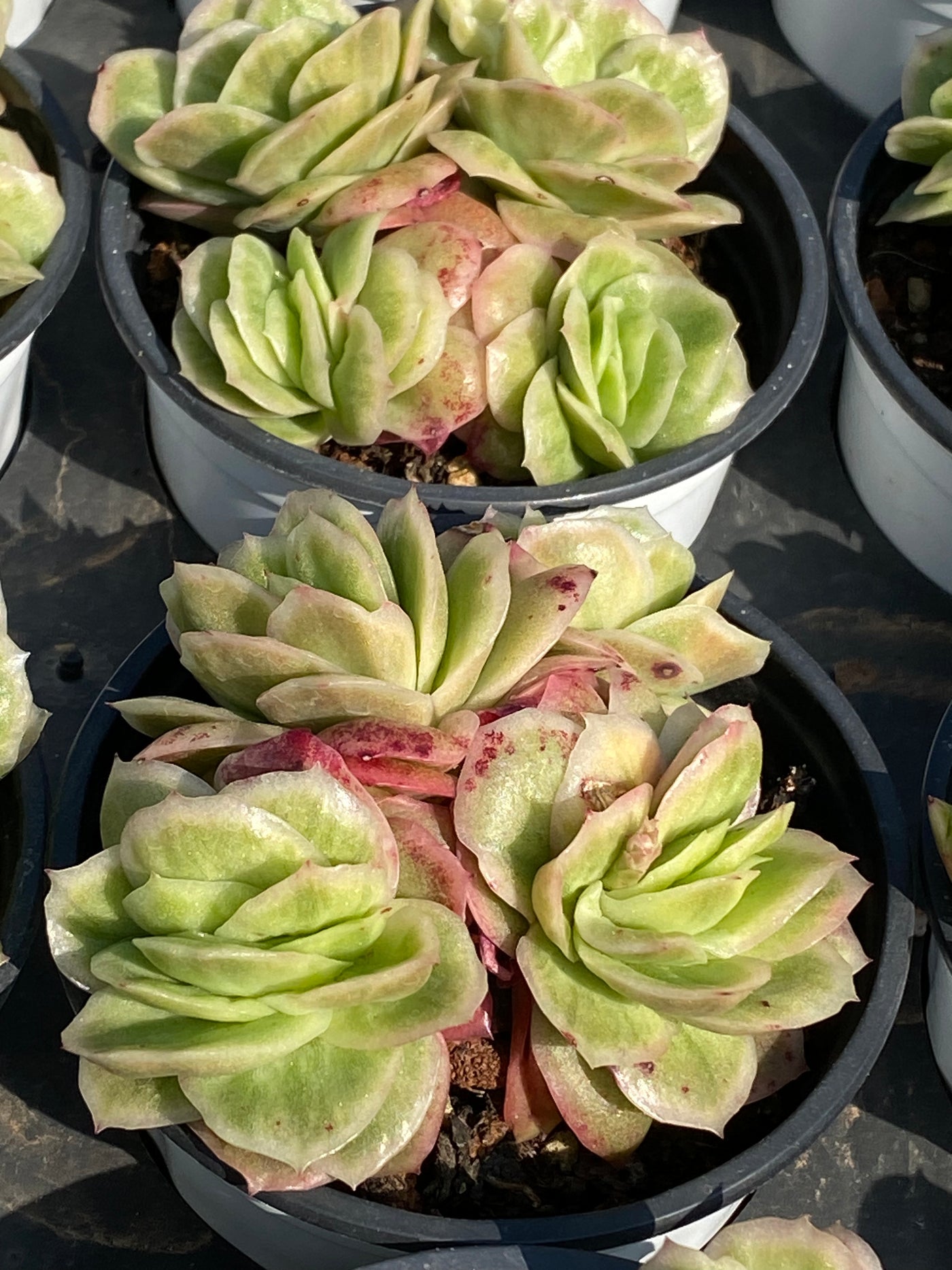 TH549     多肉植物     （23株）セット
