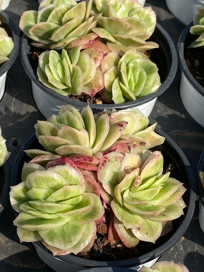 TH549     多肉植物     （23株）セット