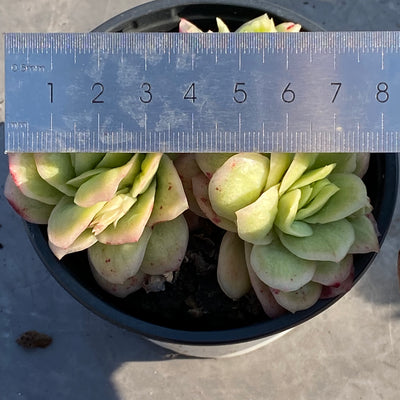 TH549     多肉植物     （23株）セット