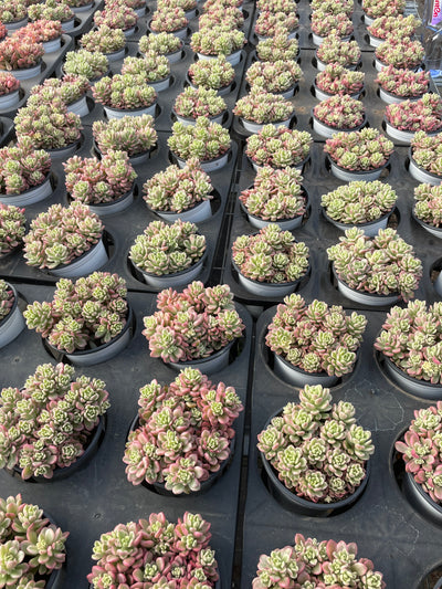 TH550     多肉植物     （15株）セット