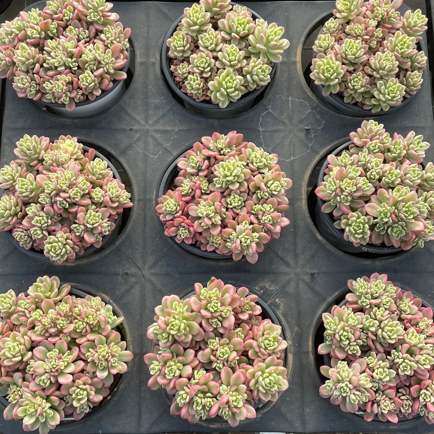 TH550     多肉植物     （15株）セット