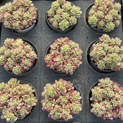 TH550     多肉植物     （15株）セット