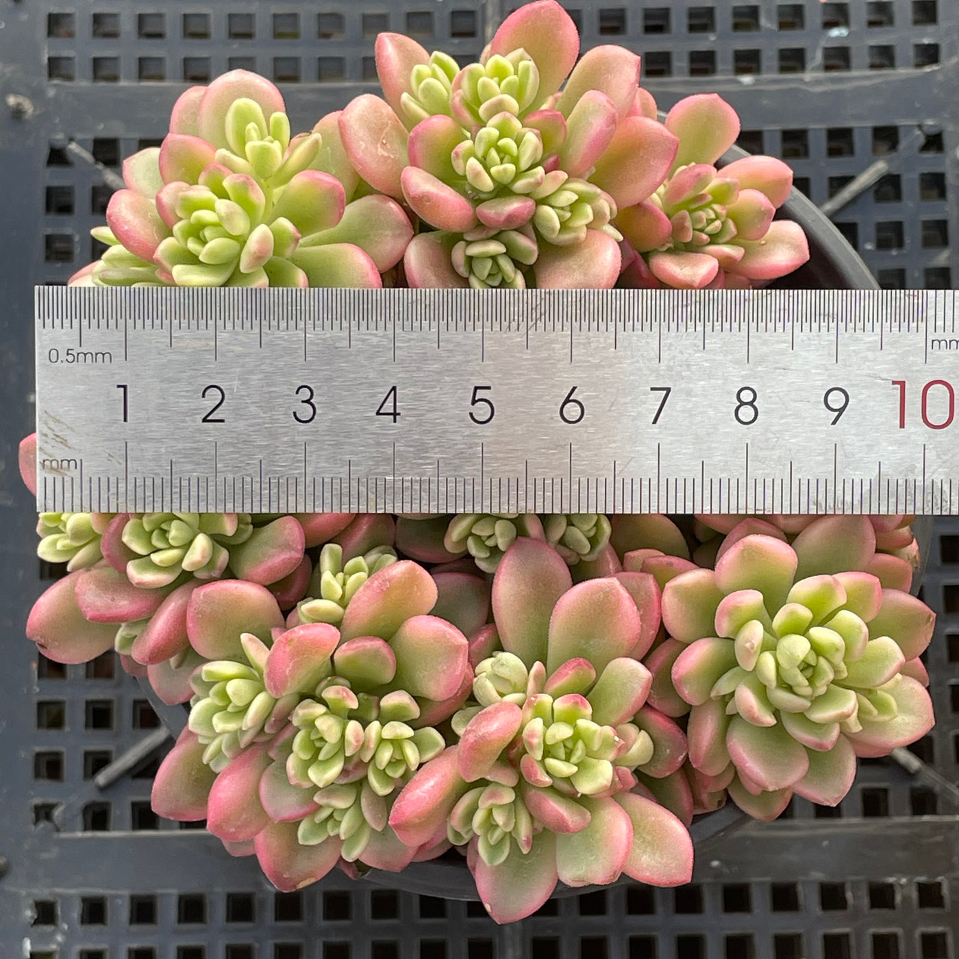 TH550     多肉植物     （15株）セット