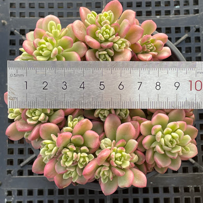 TH550     多肉植物     （15株）セット