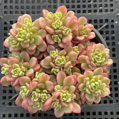 TH550     多肉植物     （15株）セット