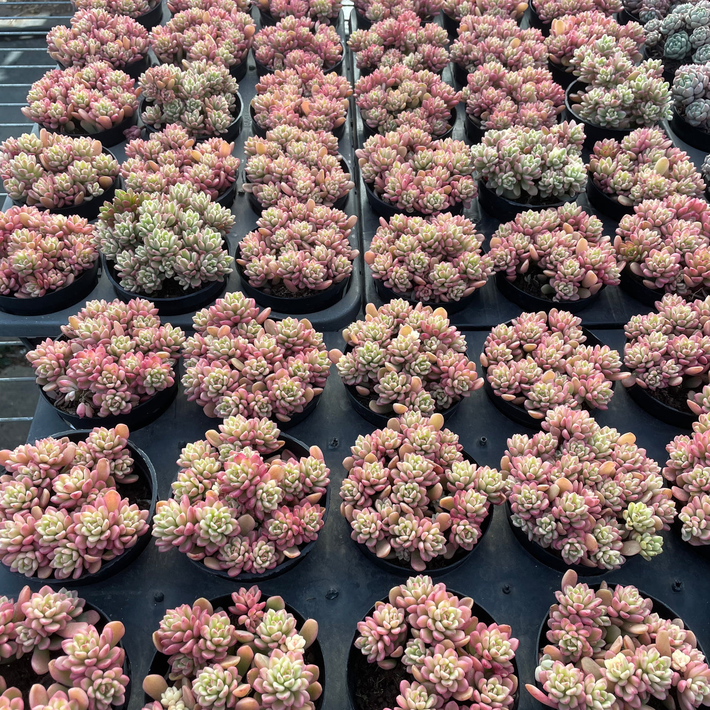 TH551     多肉植物     （23株）セット