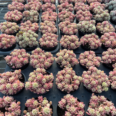 TH551     多肉植物     （23株）セット