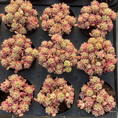 TH551     多肉植物     （23株）セット